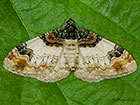  70.056 Royal Mantle Copyright Martin Evans 