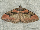  70.057 Ruddy Carpet Copyright Martin Evans 
