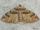  70.057 Ruddy Carpet green form Copyright Martin Evans 