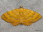  70.059 Yellow Shell Copyright Martin Evans 