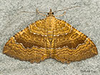  70.059 Yellow Shell Copyright Martin Evans 