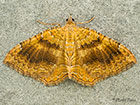  70.059 Yellow Shell Copyright Martin Evans 