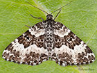 70.060 Small Argent and Sable Copyright Martin Evans 