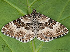  70.060 Small Argent and Sable female Copyright Martin Evans 