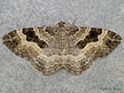  70.061 Common Carpet Copyright Martin Evans 