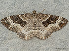  70.061 Common Carpet Copyright Martin Evans 