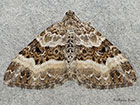  70.061 Common Carpet Copyright Martin Evans 