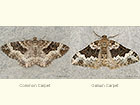  70.061 Common Carpet and Galium Carpet Copyright Martin Evans 