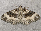  70.062 Wood Carpet Copyright Martin Evans 