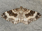  70.062 Wood Carpet Copyright Martin Evans 