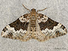  70.063 Galium Carpet Copyright Martin Evans 