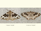  70.063 Galium Carpet and Common Carpet Copyright Martin Evans 