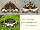  70.064 Cloaked Carpet, Sharp-angled Carpet and White-barred Carpet Copyright Martin Evans 