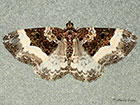  70.065 Sharp-angled Carpet Copyright Martin Evans 