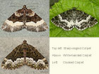  70.065 Sharp-angled Carpet, White-banded Carpet and Cloaked Carpet Copyright Martin Evans 