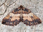  70.066 Shoulder Stripe Copyright Martin Evans 