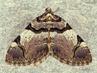  70.067 Streamer Copyright Martin Evans 