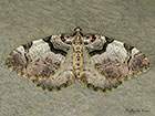  70.067 Streamer revealing hind wings Copyright Martin Evans 