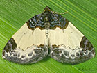  70.068 Beautiful Carpet Copyright Martin Evans 