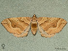  70.069 Dark Spinach Copyright Martin Evans 