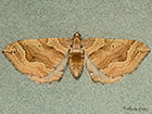  70.069 Dark Spinach Copyright Martin Evans 
