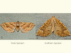  70.069 Dark Spinach and Northern Spinach Copyright Martin Evans 