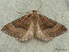  70.070 Mallow Copyright Martin Evans 