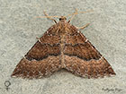  70.070 Mallow female Copyright Martin Evans 