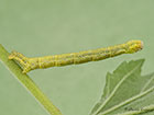  70.070 Mallow larva Copyright Martin Evans 