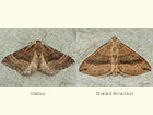  70.070 Mallow and Shaded Broad-bar Copyright Martin Evans 