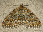  70.071 Yellow-ringed Carpet Copyright Martin Evans 