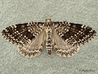  70.072 Grey Mountain Carpet dark form Copyright Martin Evans 
