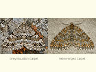  70.072 Grey Mountain Carpet and Yellow-ringed Carpet Copyright Martin Evans 