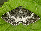  70.073 White-banded Carpet Copyright Martin Evans 