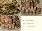  70.074 July Highflyer, May Highflyer and Ruddy Highflyer Copyright Martin Evans 