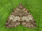  70.075 May Highflyer Copyright Martin Evans 