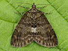  70.075 May Highflyer Copyright Martin Evans 