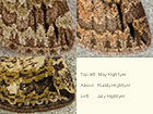  70.075 May Highflyer, Ruddy Highflyer and July Highflyer Copyright Martin Evans 