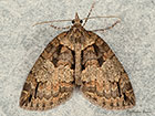  70.076 Ruddy Highflyer Copyright Martin Evans 
