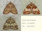  70.076 Ruddy Highflyer, July Highflyer and May Highflyer Copyright Martin Evans 