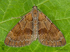  70.077 Pine Carpet female Copyright Martin Evans 