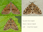  70.077 Pine Carpet, Spruce Carpet and Grey Pine Carpet Copyright Martin Evans 