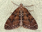  70.078 Chestnut-coloured Carpet Copyright Martin Evans 