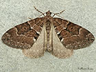  70.078 Chestnut-coloured Carpet Copyright Martin Evans 