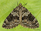  70.079 Spruce Carpet Copyright Martin Evans 