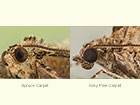  70.079 Spruce Carpet and Grey Pine Carpet antenna close Copyright Martin Evans 