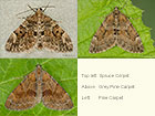  70.079 Spruce Carpet, Grey Pine Carpet and Pine Carpet Copyright Martin Evans 