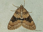  70.081 Grey Pine Carpet Copyright Martin Evans 