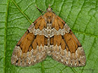  70.081 Grey Pine Carpet Copyright Martin Evans 
