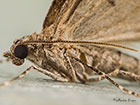  70.081 Grey Pine Carpet antenna Copyright Martin Evans 